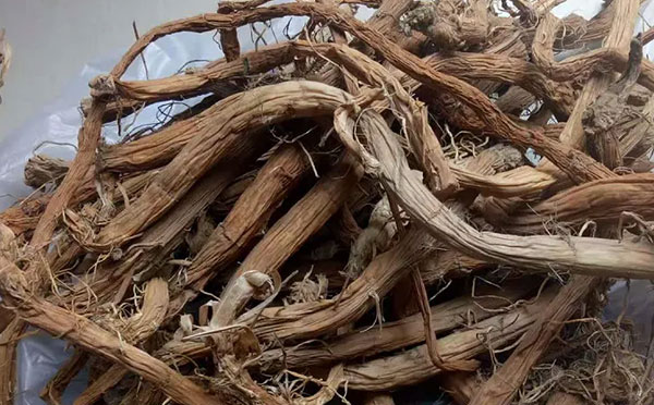 中藥蒲草根的圖片形態(tài)及其功效與作用！